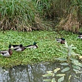 羅東運動公園