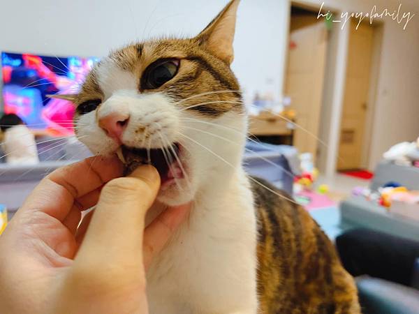 寵物日記【小犬威利】小犬威利COOK凍乾點心系列開箱!10 寵物日記【小犬威利】小犬威利COOK凍乾點心系列開箱!10