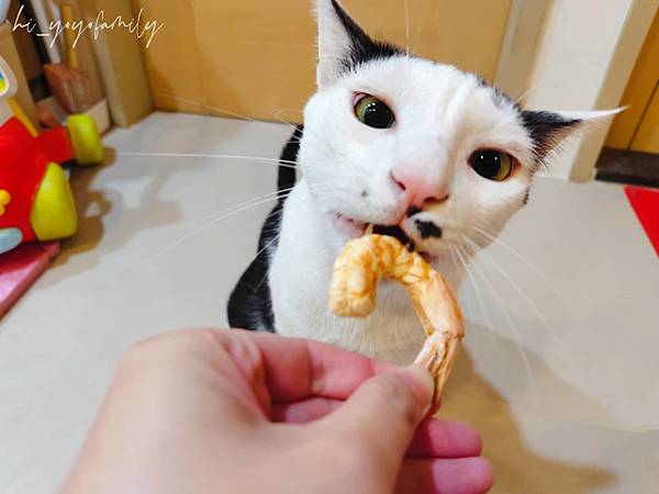 寵物日記【小犬威利】小犬威利COOK凍乾點心系列開箱!10 寵物日記【小犬威利】小犬威利COOK凍乾點心系列開箱!10