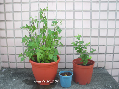 蔬果樂 5吋盆 30天圓磚禪繞畫 痞客邦