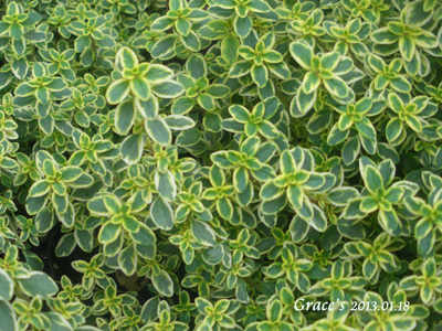 香草植物 美麗的景緻 檸檬百里香 穿越時空の經緯線 痞客邦 香草植物 美麗的景緻 檸檬百里香 穿越時空の經緯線 痞客邦