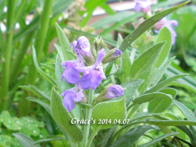 原生鼠尾草開花_2