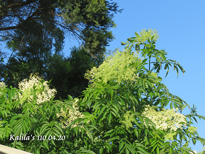 0420斯里蘭卡接骨木開花1s.jpg