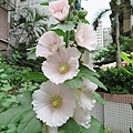 0406開花s.jpg