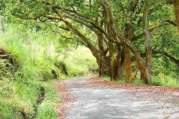 日月潭猫囒山步道 (3).JPG