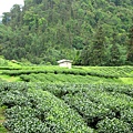 日月潭猫囒山步道 (29).JPG