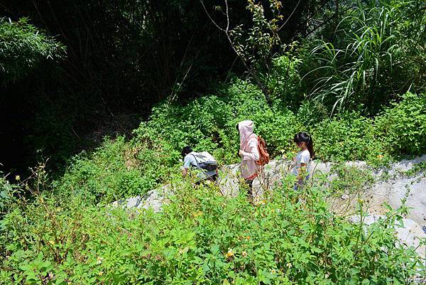 台中太平仙女瀑布 (3).JPG
