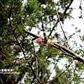 PhotoCap_IMG_8614_002