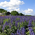 富田農場