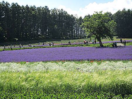 富田農場