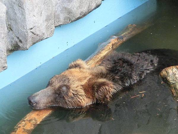 旭山動物園