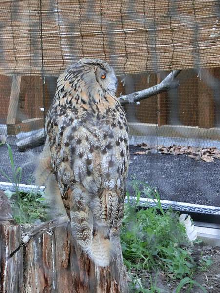 旭山動物園