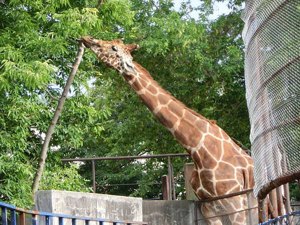 旭山動物園