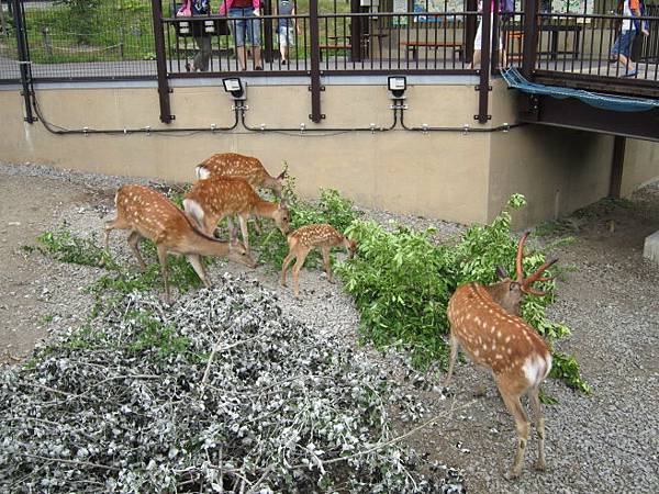 旭山動物園