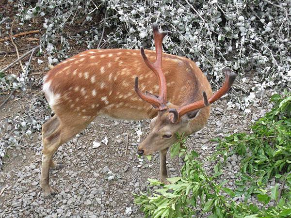 旭山動物園