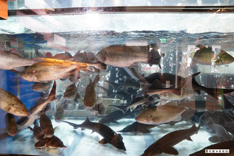 府中站川菜 尋麻記川味肥腸魚 全台獨家水煮活魚私房料理今年冬天不容錯過的麻辣滋味板橋聚餐新據點 龜毛麗的美食誌
