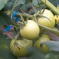 DSC05213.JPG