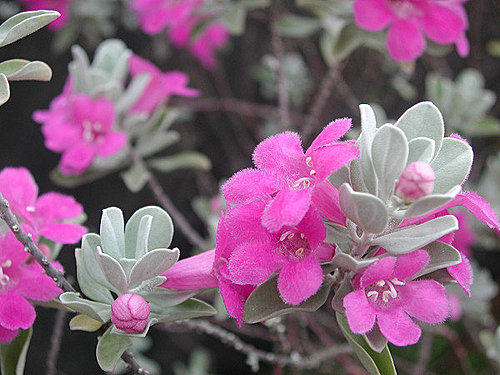 毛绒绒的花好可爱