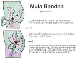 「mula bandha」的圖片搜尋結果