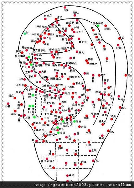 耳朵反射区与全息图-7.jpg
