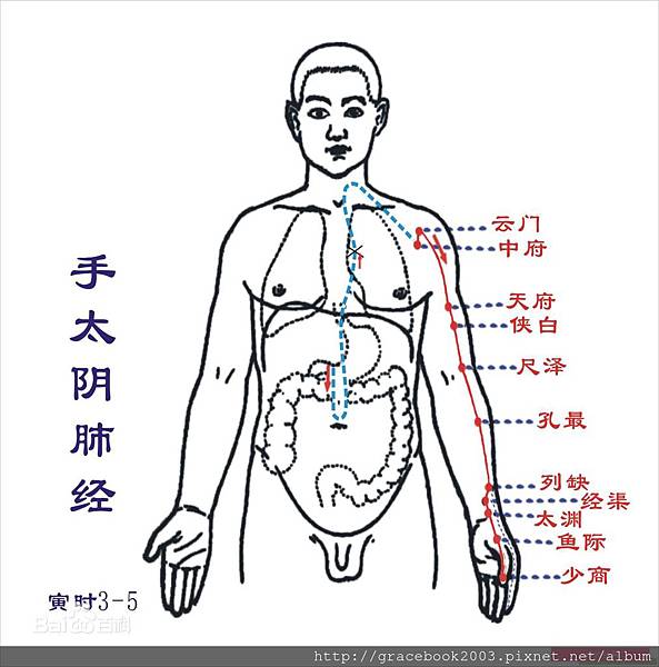 手太陰肺經.jpg