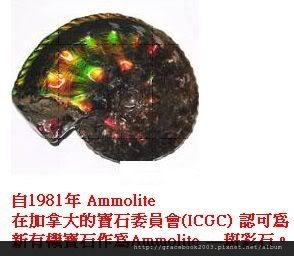 Ammolite斑彩螺化石(菊石) Ammolite斑彩螺化石(菊石)