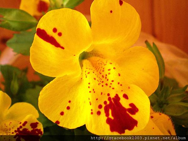 溝酸漿(Mimulus) 溝酸漿(Mimulus)