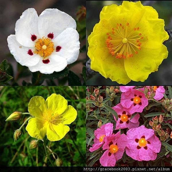 岩玫瑰Rock Rose 岩玫瑰Rock Rose