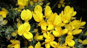 荊豆（Gorse)