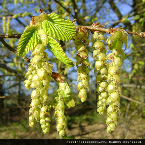 鵝耳櫪（Hornbeam)