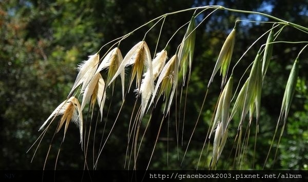 野燕麥（Wild Oat)