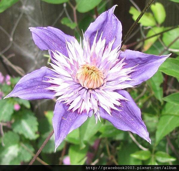 鐵線蓮（Clematis)