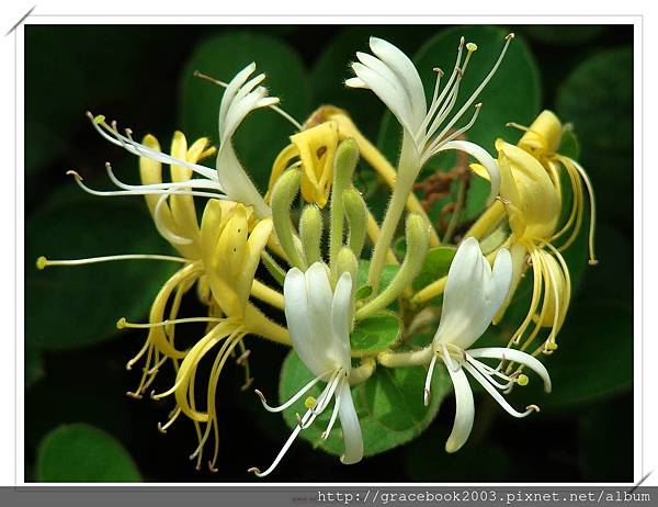 忍冬（Honeysuckle)