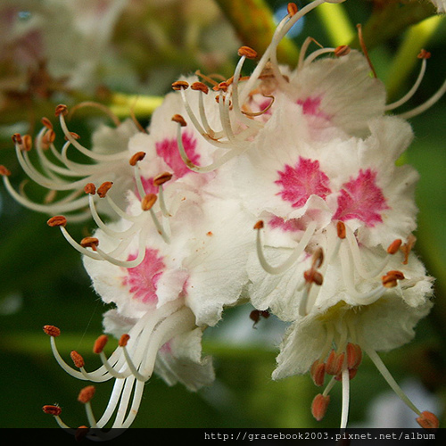 白粟花（White Chestnut)