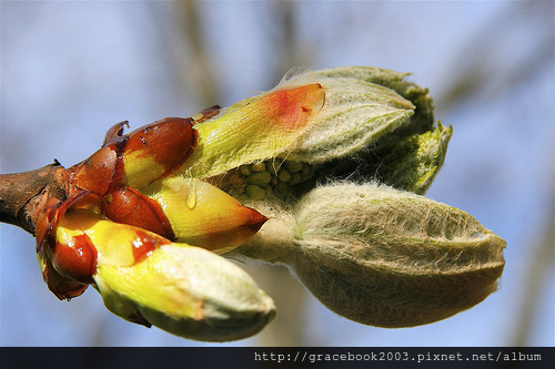 粟樹芽苞（Chestnut Bud）