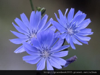 菊苣（Chicory）