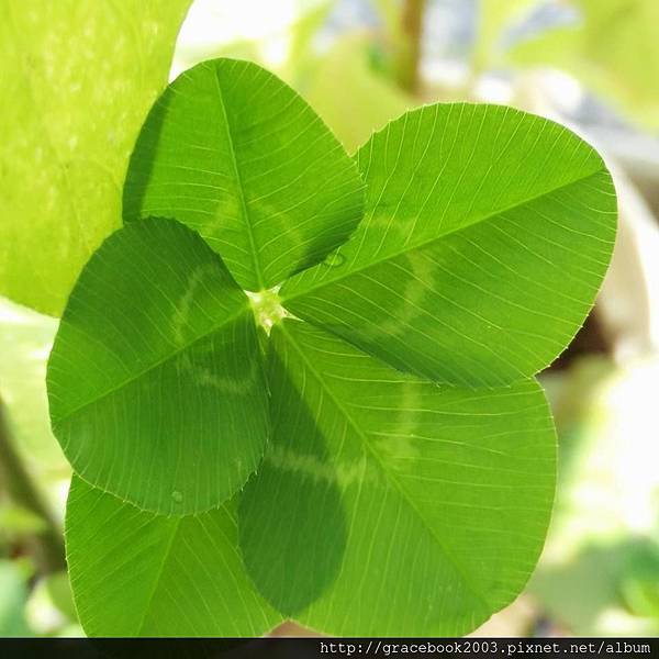 20170508心想願成幸運草Lucky Leaves