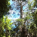導遊一邊介紹一邊幫我們拍照，巨木環繞，吸收滿滿的澳洲芬多精