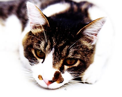 cat4-1.jpg cat4-1.jpg