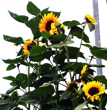 sunflower1-1.jpg sunflower1-1.jpg