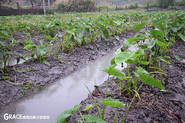 北部親子景點宜蘭-橫山頭休閒農業區-舊名蓮成觀光休閒農場-新名內城生態園區-大自然教室-DIY芋泥球-戶外野炊-網抓七彩魚-grace媽媽 (12).jpg