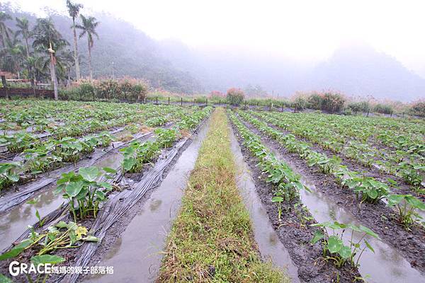 北部親子景點宜蘭-橫山頭休閒農業區-舊名蓮成觀光休閒農場-新名內城生態園區-大自然教室-DIY芋泥球-戶外野炊-網抓七彩魚-grace媽媽 (13).jpg