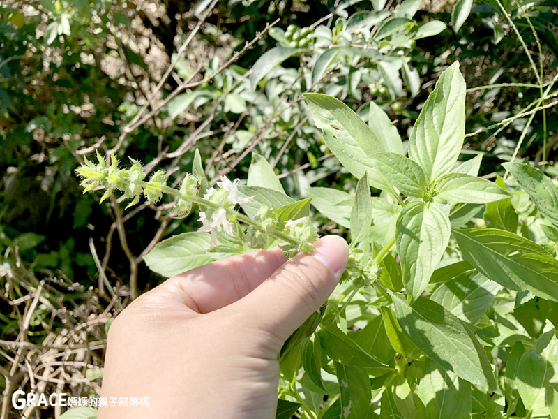 寒假暑假周休2日放假溜小孩親子旅行旅遊好玩景點分享推薦行程-北部親子景點宜蘭-橫山頭休閒農業區一二日遊懶人包推薦-食農二日遊農村再生二日遊交通地圖吃美食住宿懶人包-親子DIY體驗-蘭城花事休閒農場-全天行程園區生態導覽-網撈無郭魚-漂流木花藝DIY-野炊焢窯烤雞烤地瓜-有機花草茶-台灣旅遊美食親子部落客grace媽媽的親子部落格