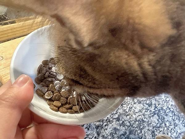 喵の保養日記🐾 木入森貓咪膚立好｜貓咪皮膚全方位營養補充～天
