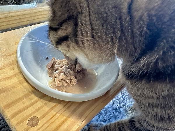 喵の保養日記🐾 木入森貓咪膚立好｜貓咪皮膚全方位營養補充～天