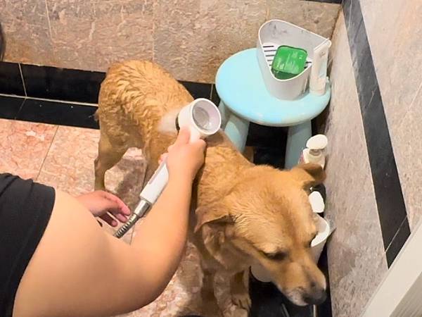 寵物洗毛精推薦【南法香頌】歐巴拉朵 速潔橄欖油黑肥皂✨狗狗洗