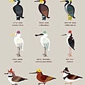 New Zealand Birds With Their Hats