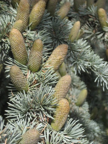 不知名花草(2).jpg