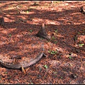 2011.12.28羅東運動公園~我是宜蘭民宿葛瑞絲