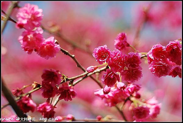 2012.02.14 宜蘭大同牛鬥 ~櫻花~Gracehomestay